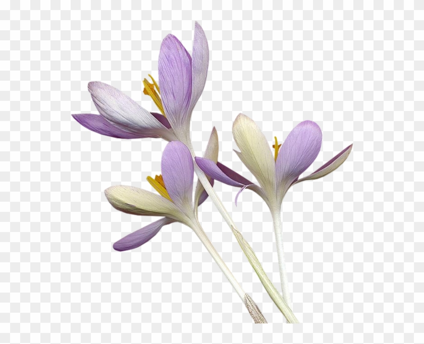 Clip Art Portable Network Graphics Autumn Crocus Flowering - Crocus Transparent #1256970
