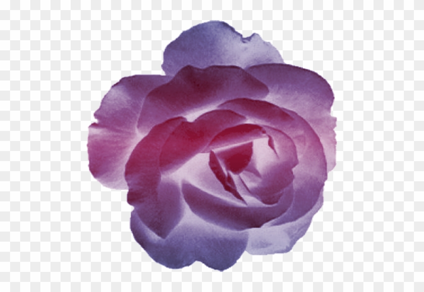 Rose-violette - Rose Violette Png #1257019