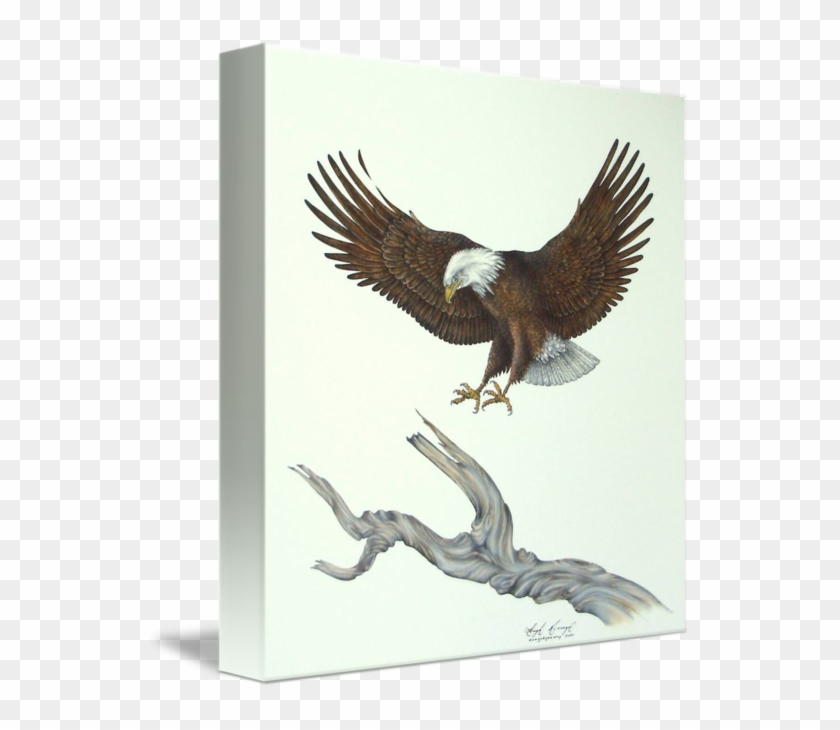 Eagle #1260286