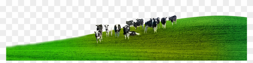 Animal Husbandry #1260829