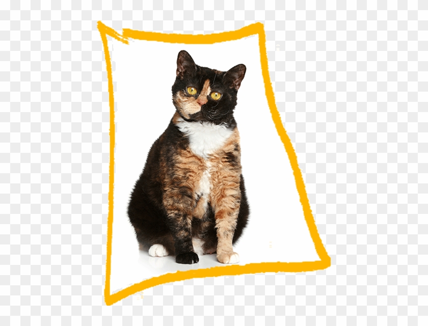 Selkirk Rex - Tortoiseshell White Selkirk Rex Cat Unisex White Silicone #1263079