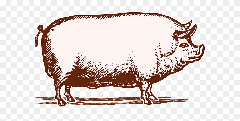 Have A Wicked Witch Hog Roast At Your Event - Pig Etching #1264065