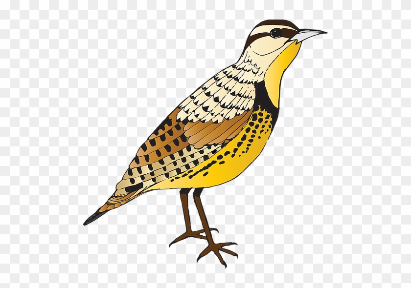 Bird Clipart Meadowlark - Clip Art #1264216