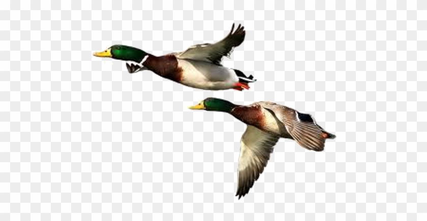 Duck Png Free Download - Duck Png Transparent #1264332