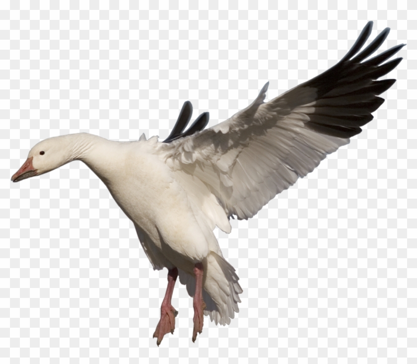 Goose Png - Png Goose #1264341