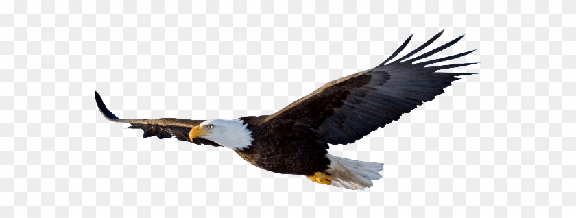 Eagle Png #1264348