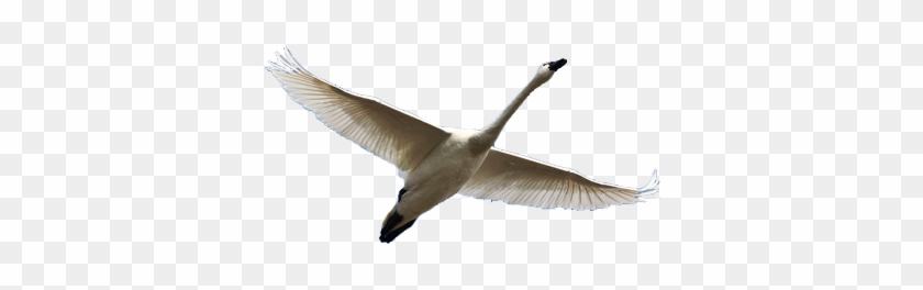 Fable China Ifly Swan Center Face Right Fly - Canada Goose #1264386