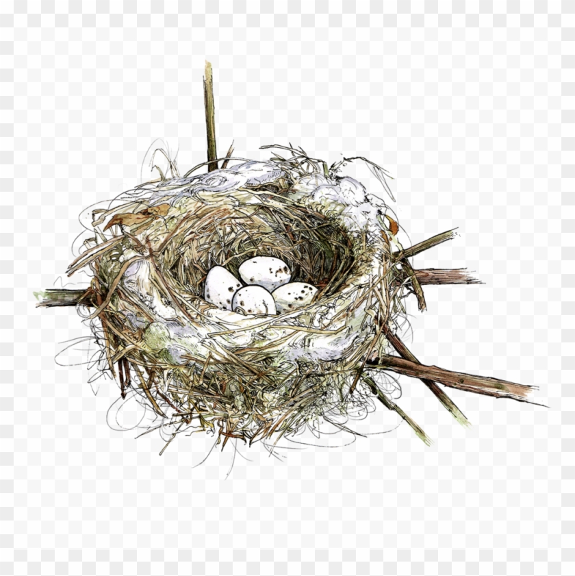 Cedarwaxwingnest - Nest #1264401