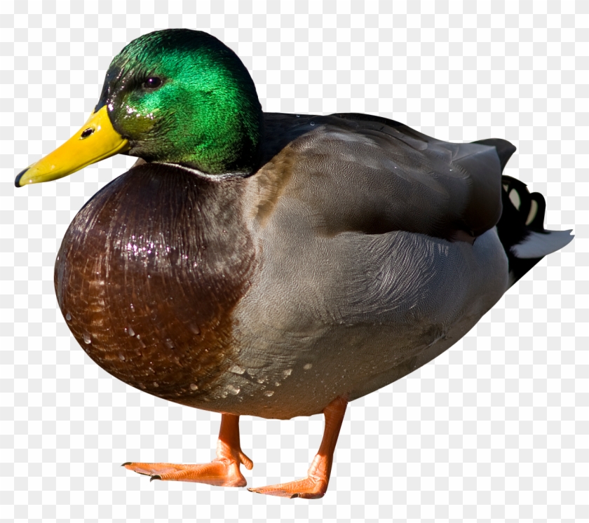 Duck Png #1264405
