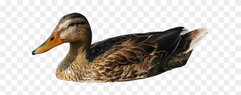 Download Png Image Report - Mallard #1264451