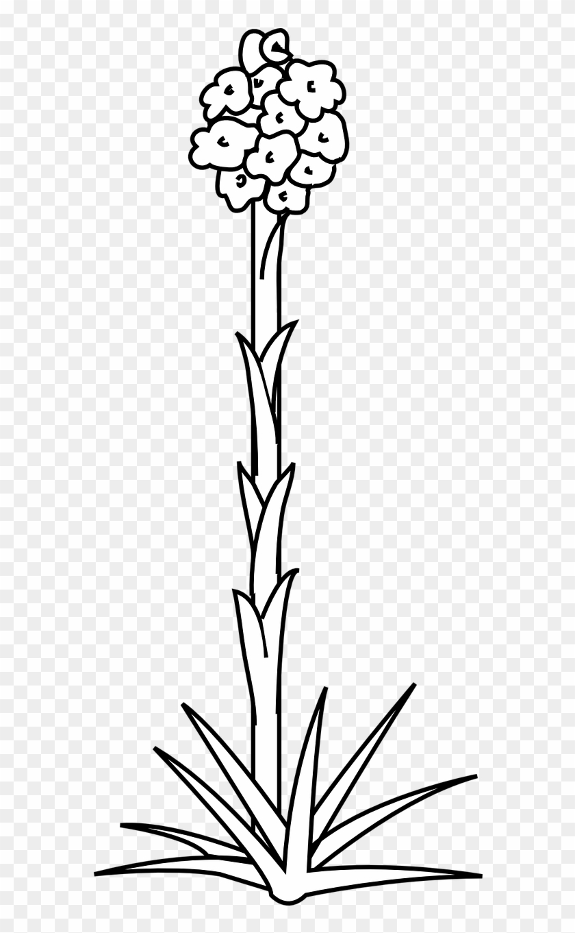 Flower Plant Nature White Flora Png Image - Steam Of Plant Outline #1264736