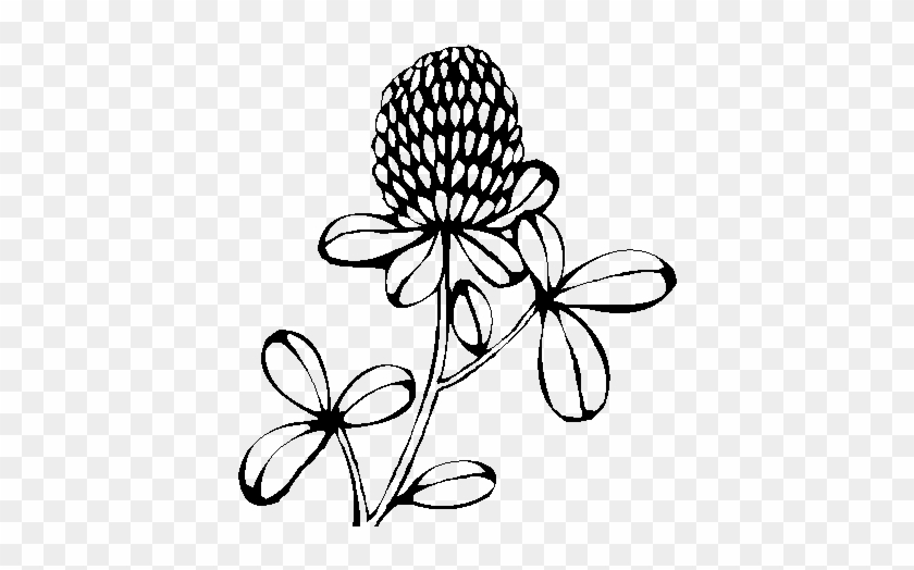 Flores Silvestres Para Dibujar #1264764