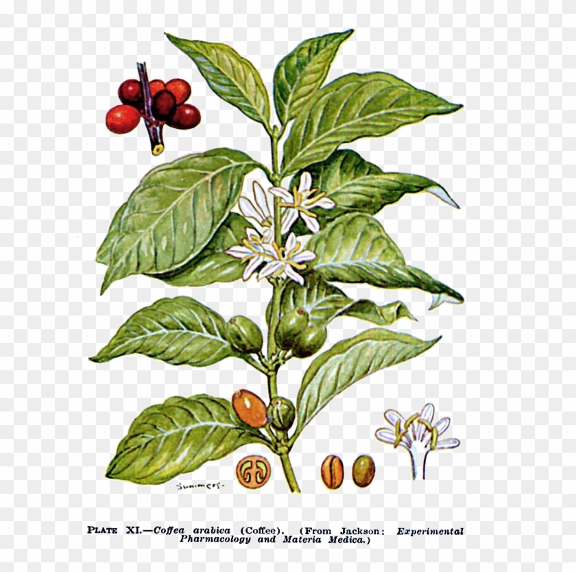 Beautiful A Los De Caf Comn Ya Que Representa El De - Planta De Cafe Arabica #1264799