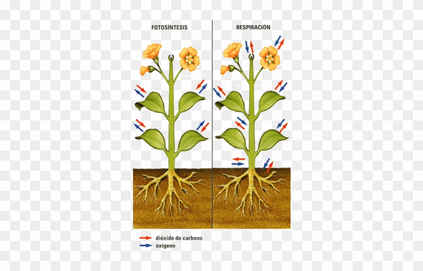 Imagen Relacionada - Respiracion De Las Flores #1264806