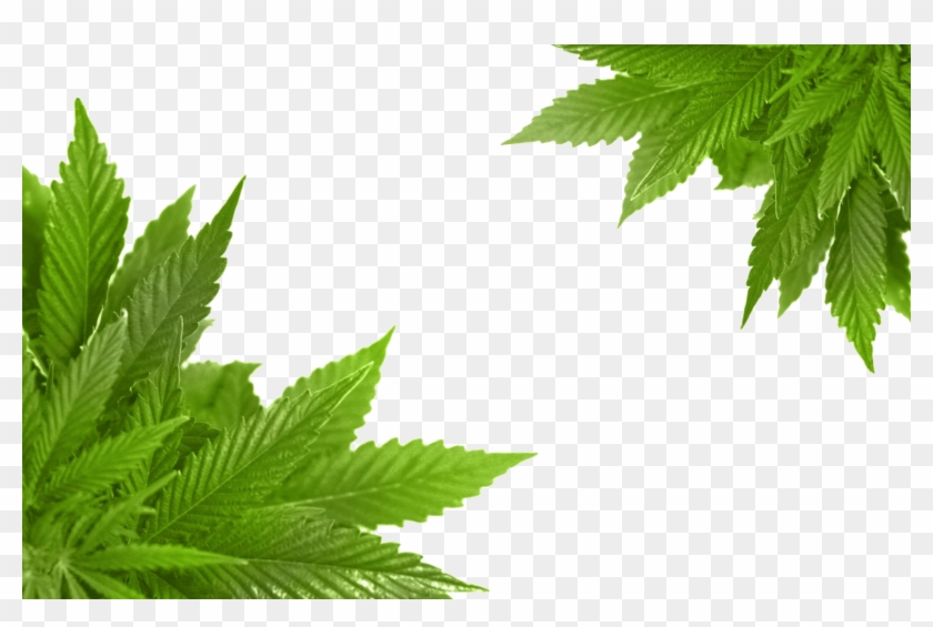   Cannabis Clipart #1265354
