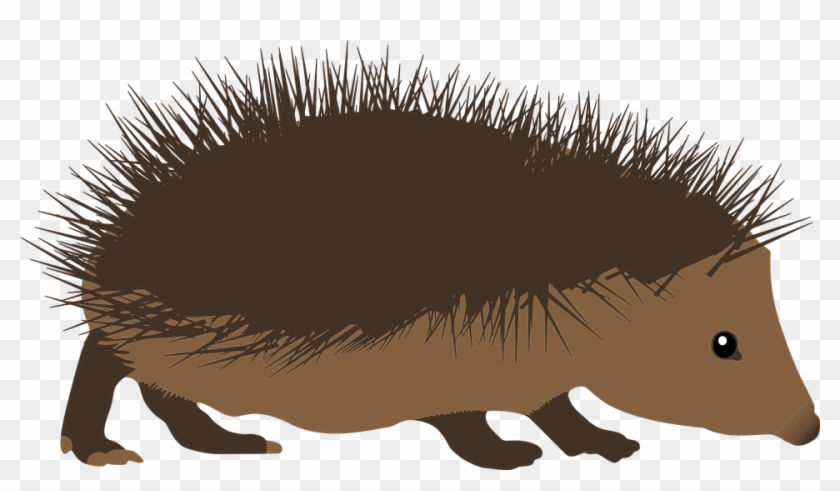 Echidna Clipart Transparent - Hedghog Clipart #1265499