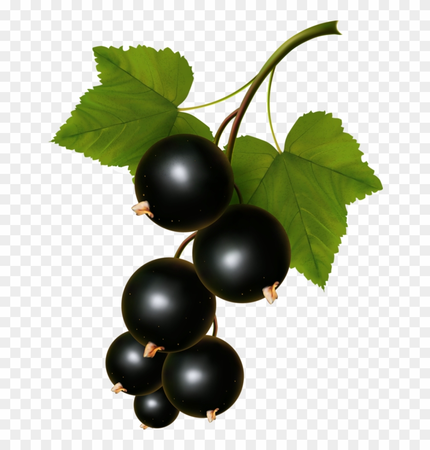 Food Clipartvector - Black Currants Vector #202065