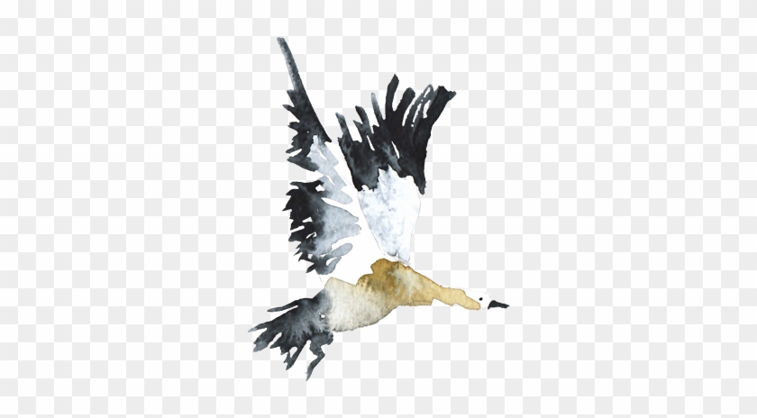 Noche Blanca - Northern Gannet #1269348