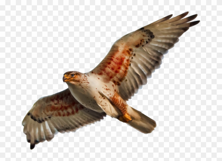 Dave's One Of The Most Versatile Illustrators Out There - Wallmonkeys Ferruginous Hawk Isolated Peel And Stick #1270709