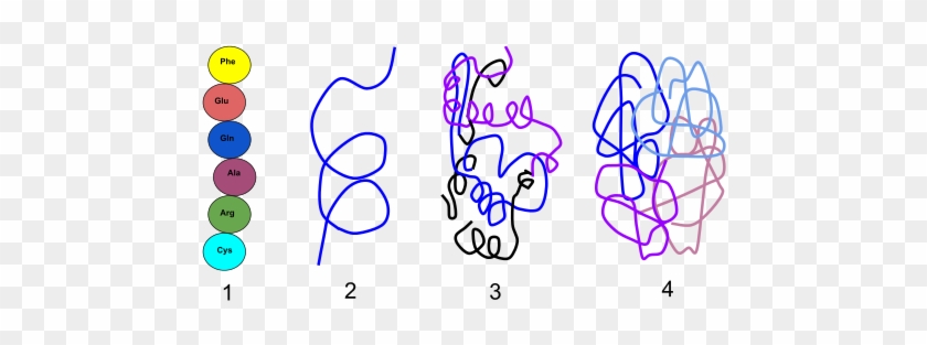 This Image Rendered As Png In Other Widths - 4 Levels Of Organization In Proteins #1272552