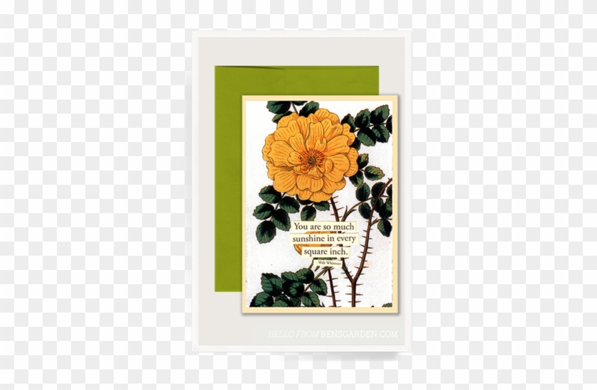 So Much Sunshine Folded Greeting Card - Tagetes Patula #1276559