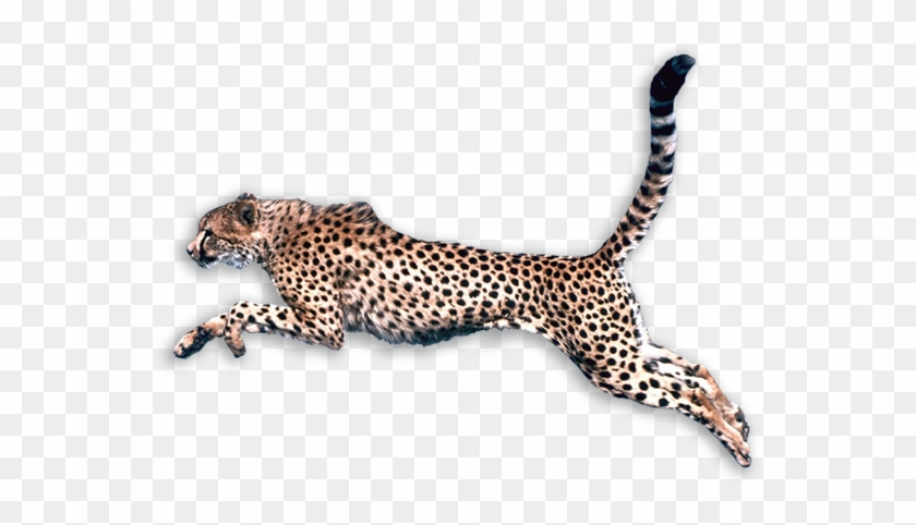 Cheetah Png - Angry Cheetah Png #1277511