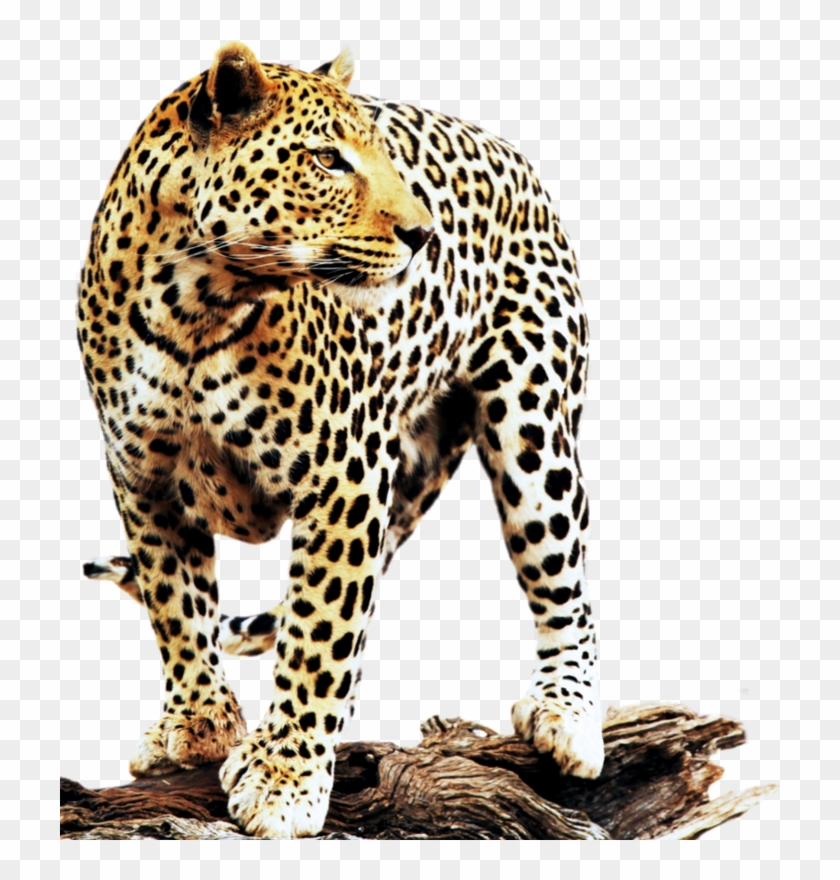 Leopard Background - Leopard Warrior: A Journey Into The African Teachings #1277515