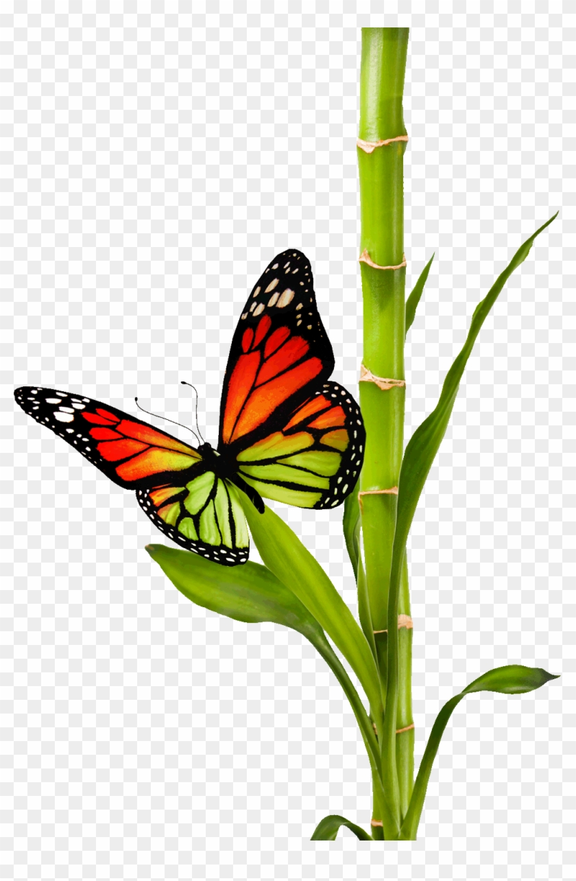 Bamboobutterfly - Bamboobutterfly #1279522