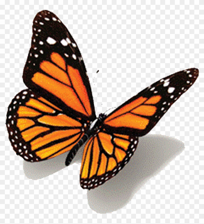 Animated Butterfly Gifs - Butterfly Tattoo Design #1279901