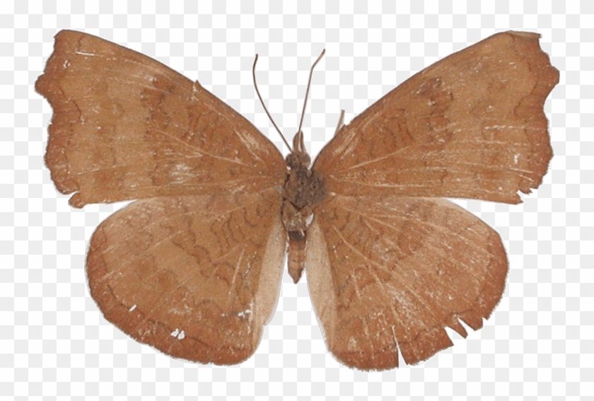 Brown Hairstreak #1280547