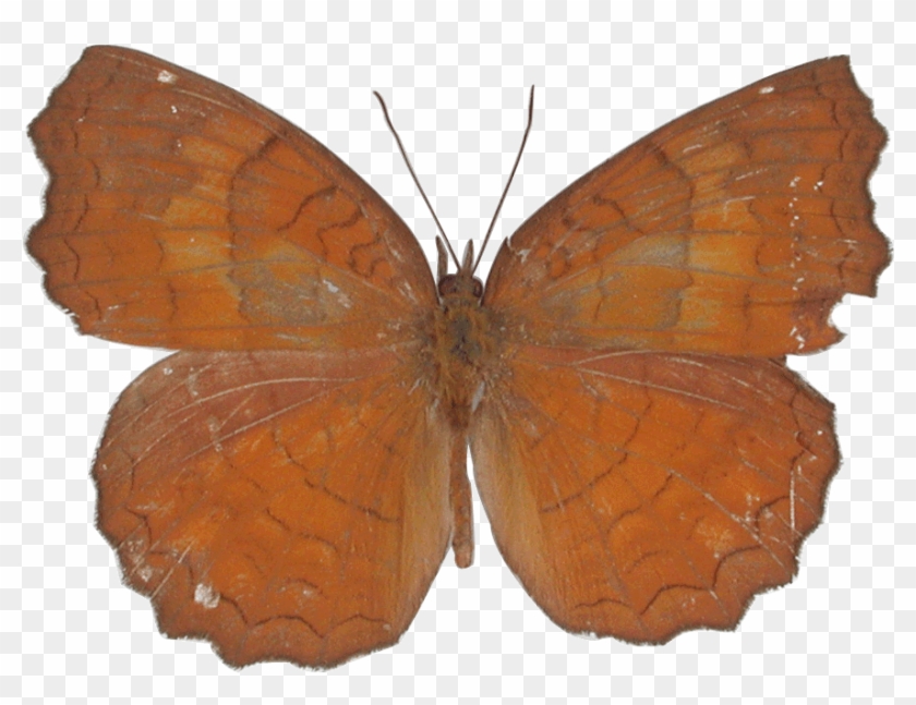 Brown Hairstreak #1280549