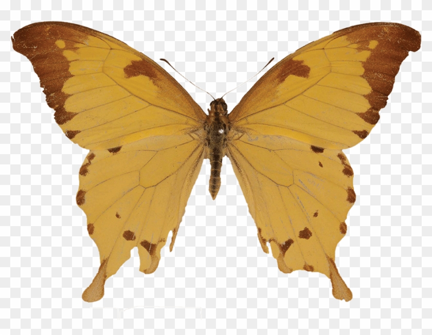Lepi3018l - Brown Hairstreak #1280556
