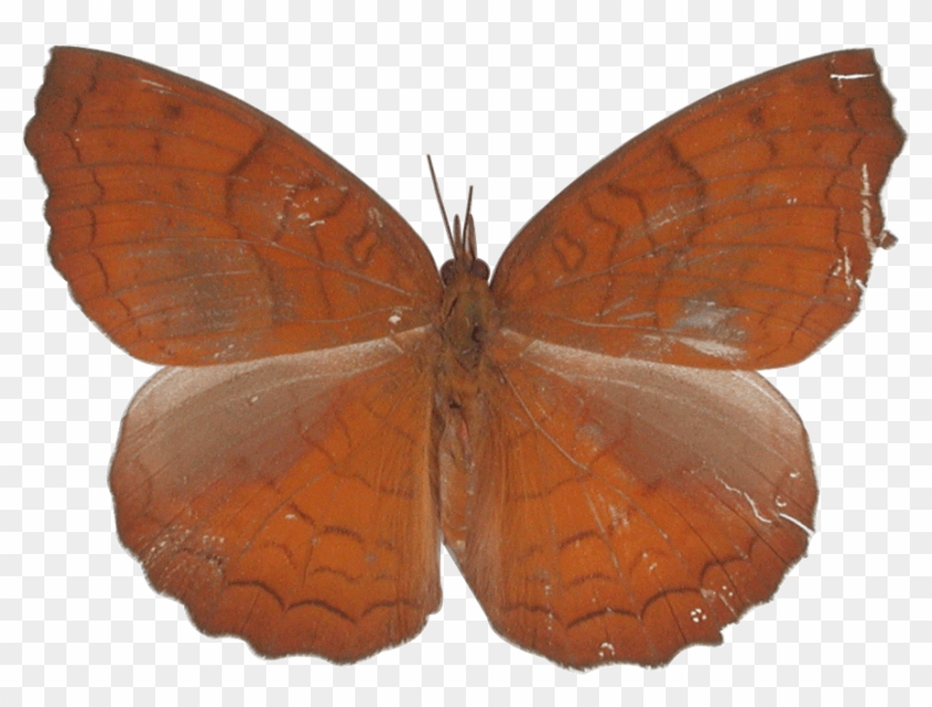Euphydryas #1280575