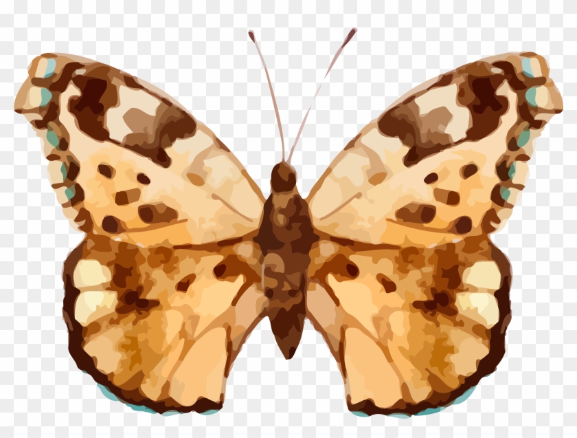 Real Butterfly Cliparts - Real Butterfly Cliparts #1280622