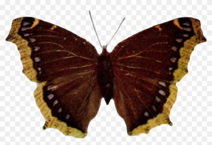 Nymphalis Antiopa-transparent - Camberwell Beauty #1280627
