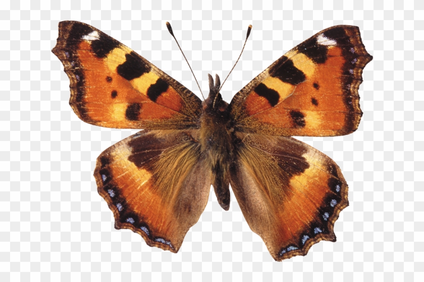 Butterfly 010 - Large Tortoiseshell #1280629