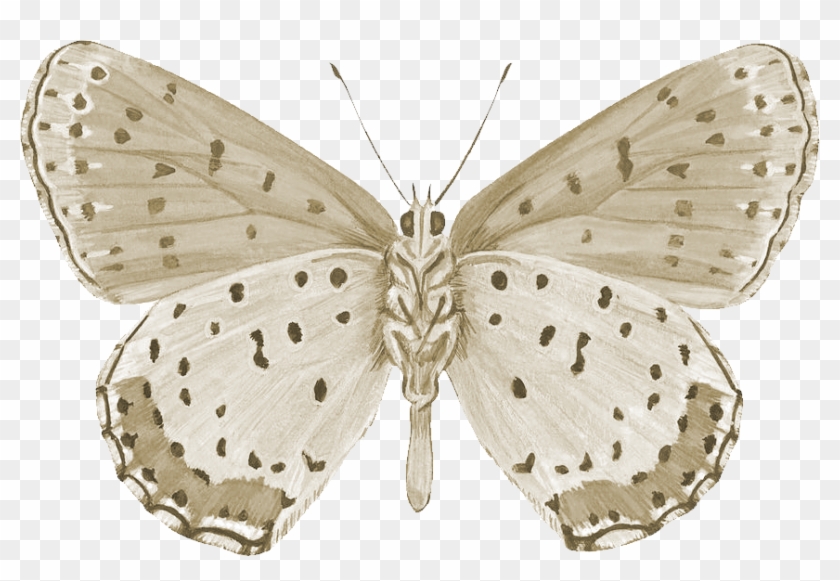 Spotted Butterfly Png By Yotoots - Art Print: Bronze Copper Butterfly At Art.com: Size: #1280633