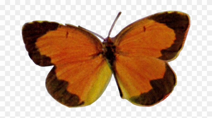 Birds Illustrated Eurema Nicippe - Brown Hairstreak #1280659