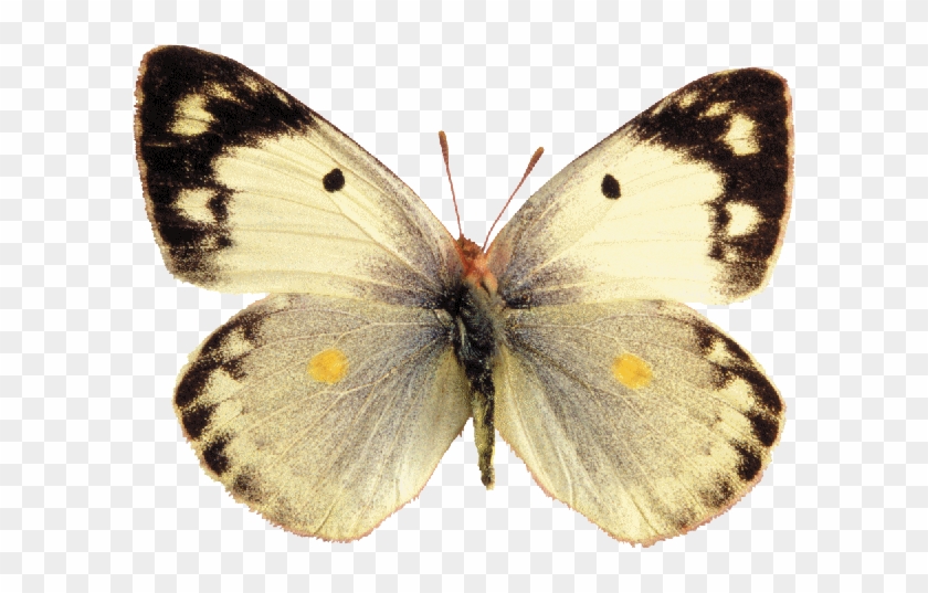 Бабочка Png #1280684