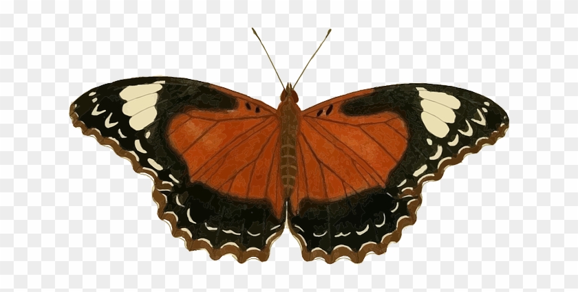 Nature Animal, Butterfly, Insect, Nature - Icanvas 'plate 62' By Cramer And Stoll Graphic Art #1280701