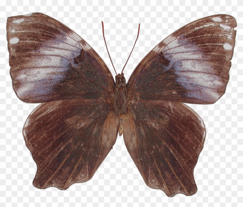 Amnosia Decora #1280722