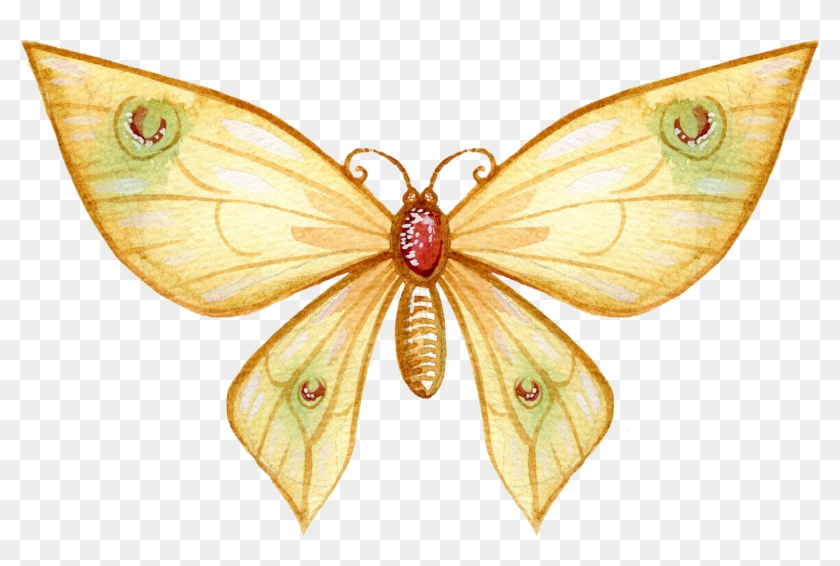 Butterfly Watercolor Painting Art Drawing - Butterfly Watercolor Drawings Apple Ipad Pro 9.7 Inch #1280728