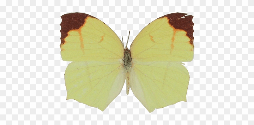 Gonepteryx Rhamni #1280736