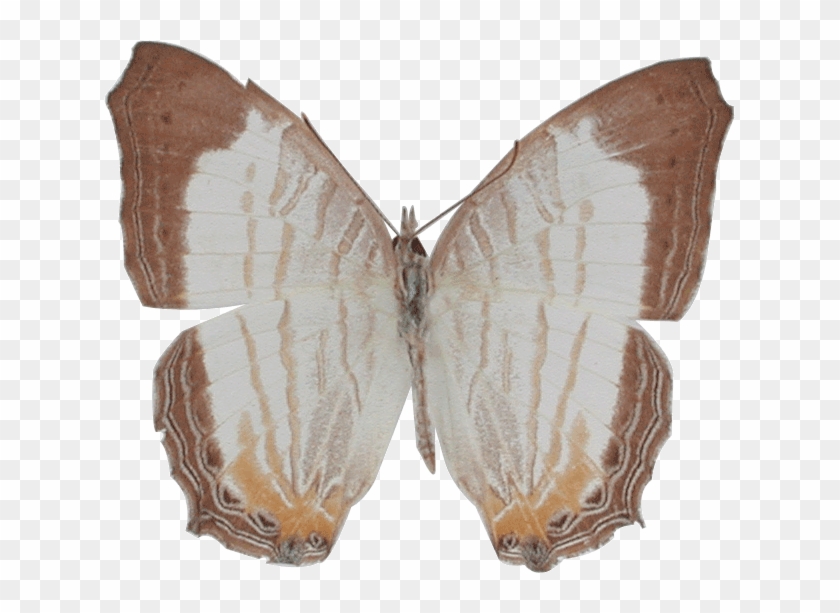 Cyrestis Cocles Cocles, ผีเสื้อแผนที่ลายหินอ่อน The - Melanargia Galathea #1280742