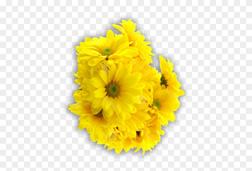 English Marigold #1281380