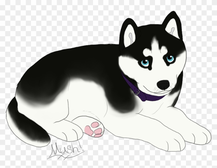 Bi-colored Black Husky With Ice Blue Eyes And A Black - Miniature Siberian Husky #1282183