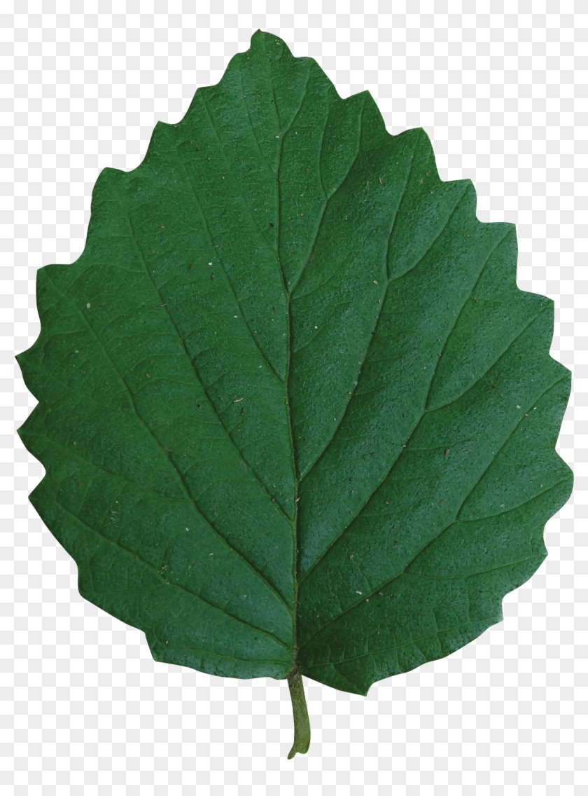 Simple - Loganberry #1284769