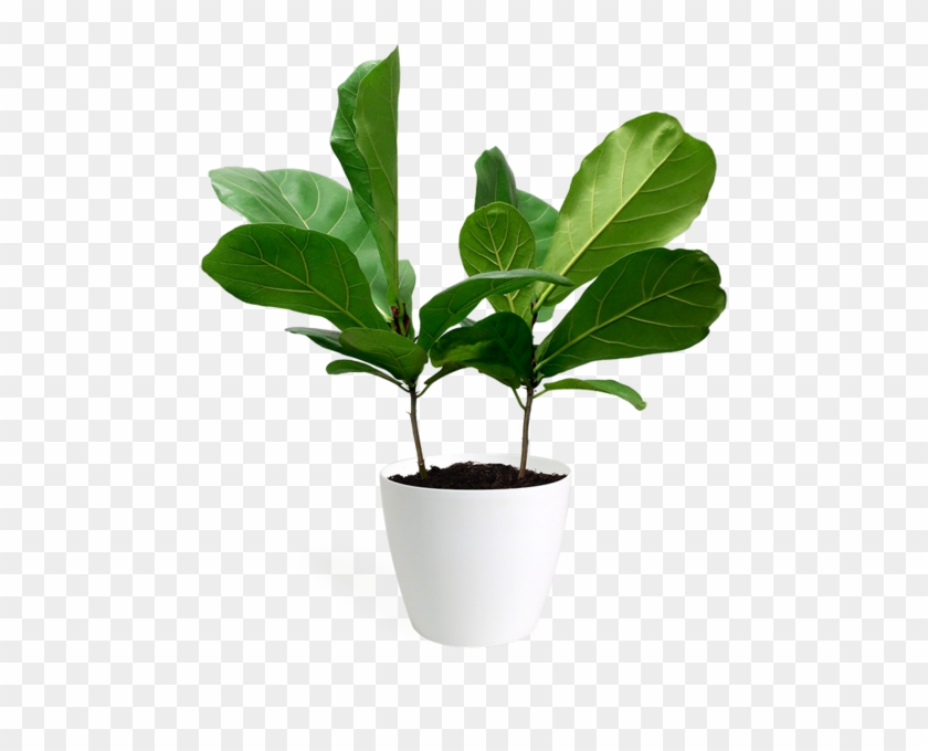 Fiddle-leaf Fig #1284788