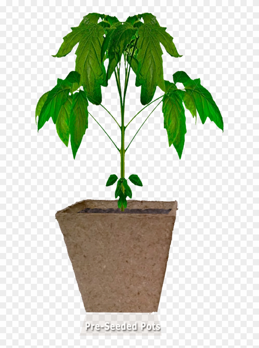 Pots, Pellets, Mats - Houseplant #1284789
