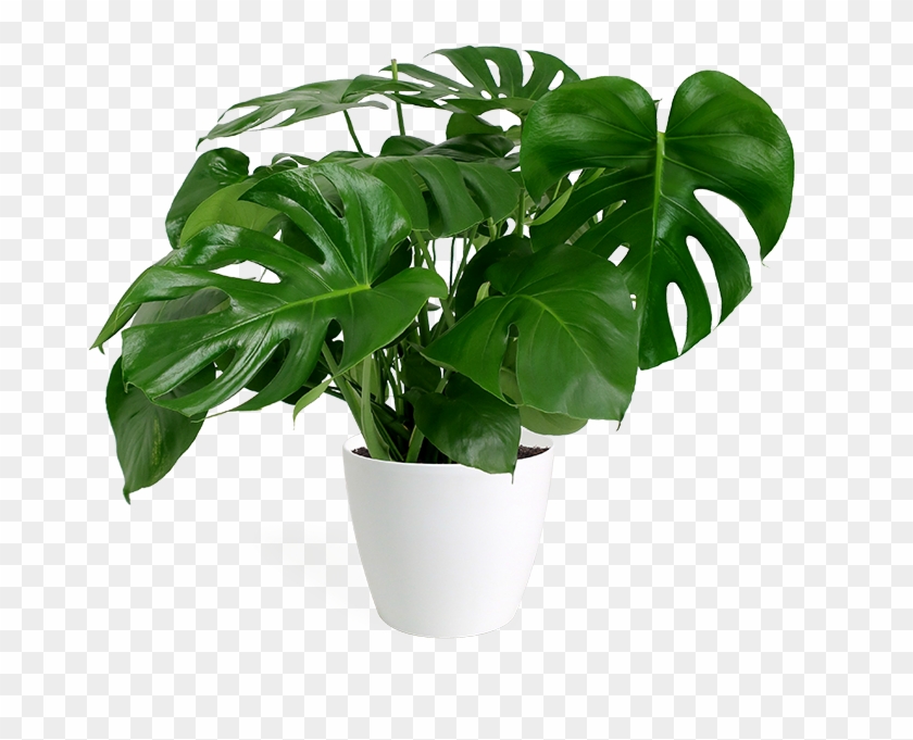Monstera Deliciosa Large In Eva White - Monstera Delicosa Png #1284858